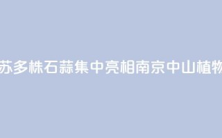 江苏:2000多株石蒜集中亮相南京中山植物园